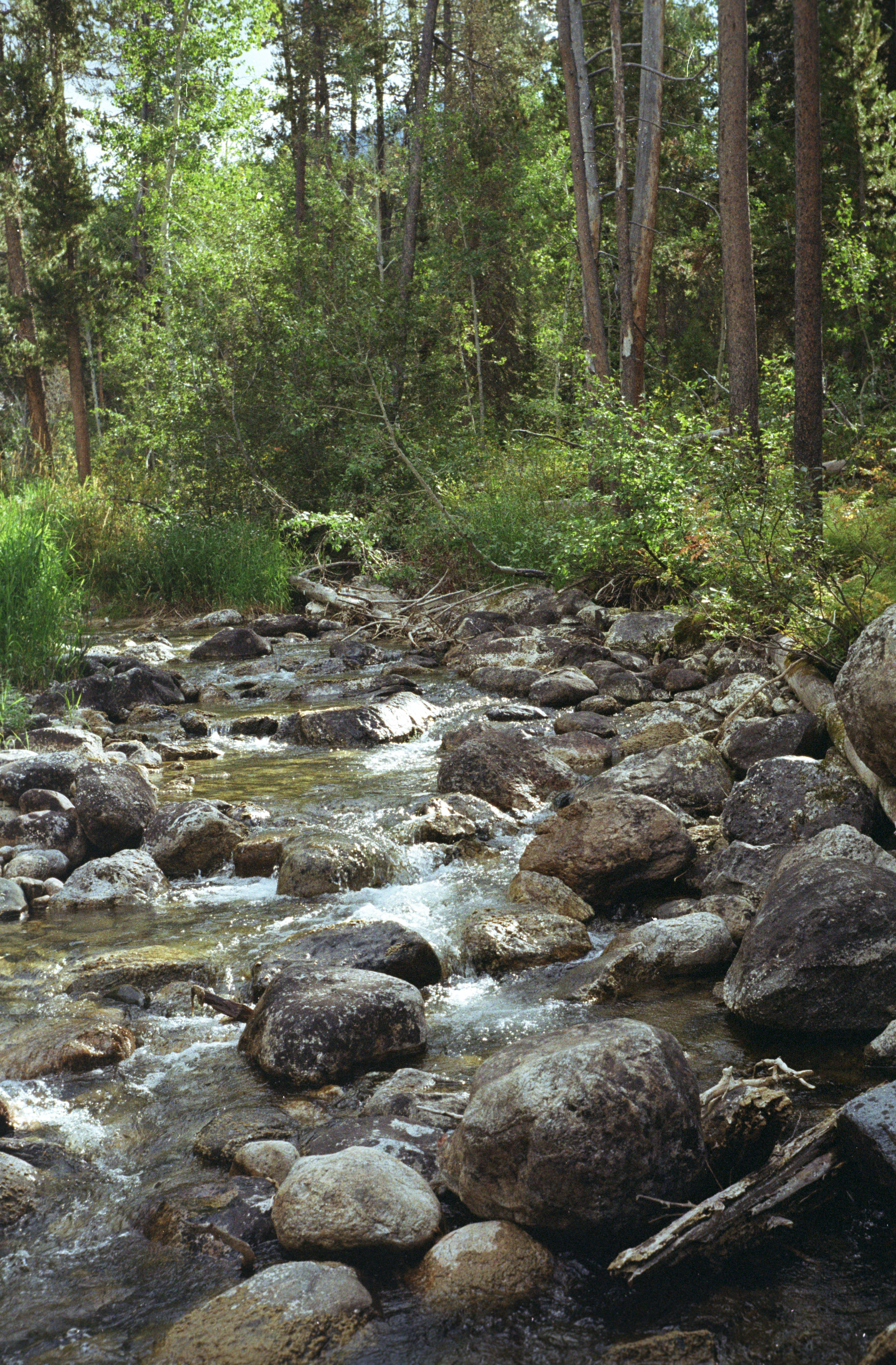 Nature photography taken on Olympus trip 35